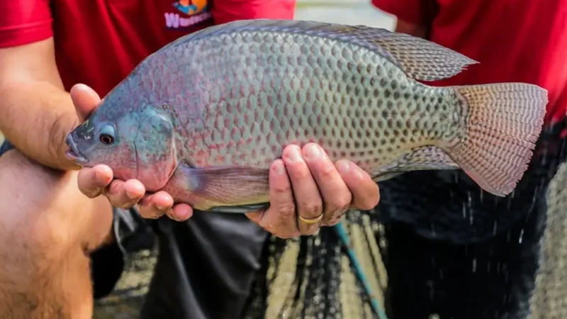 19ª Feira do Peixe valoriza piscicultores e agricultura familiar em novo espaço em Foz do Iguaçu